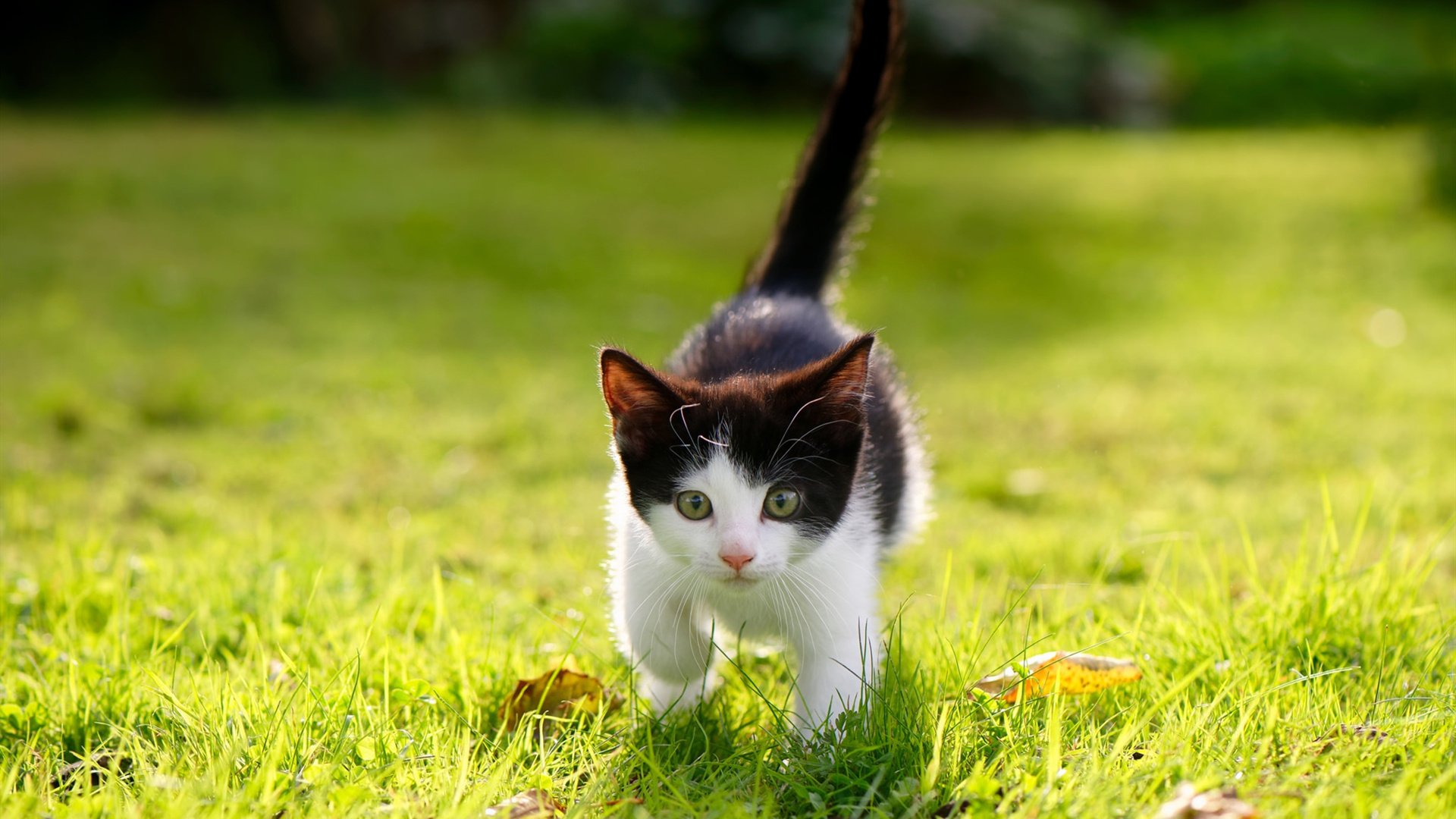 2024国际乒联混合团体世界杯赛制变化与影响,国际乒联考虑延期举办世乒赛