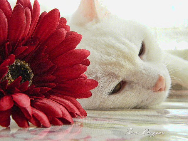 CBA球队管理规范化 职业化进程加速,cba参赛队伍标准