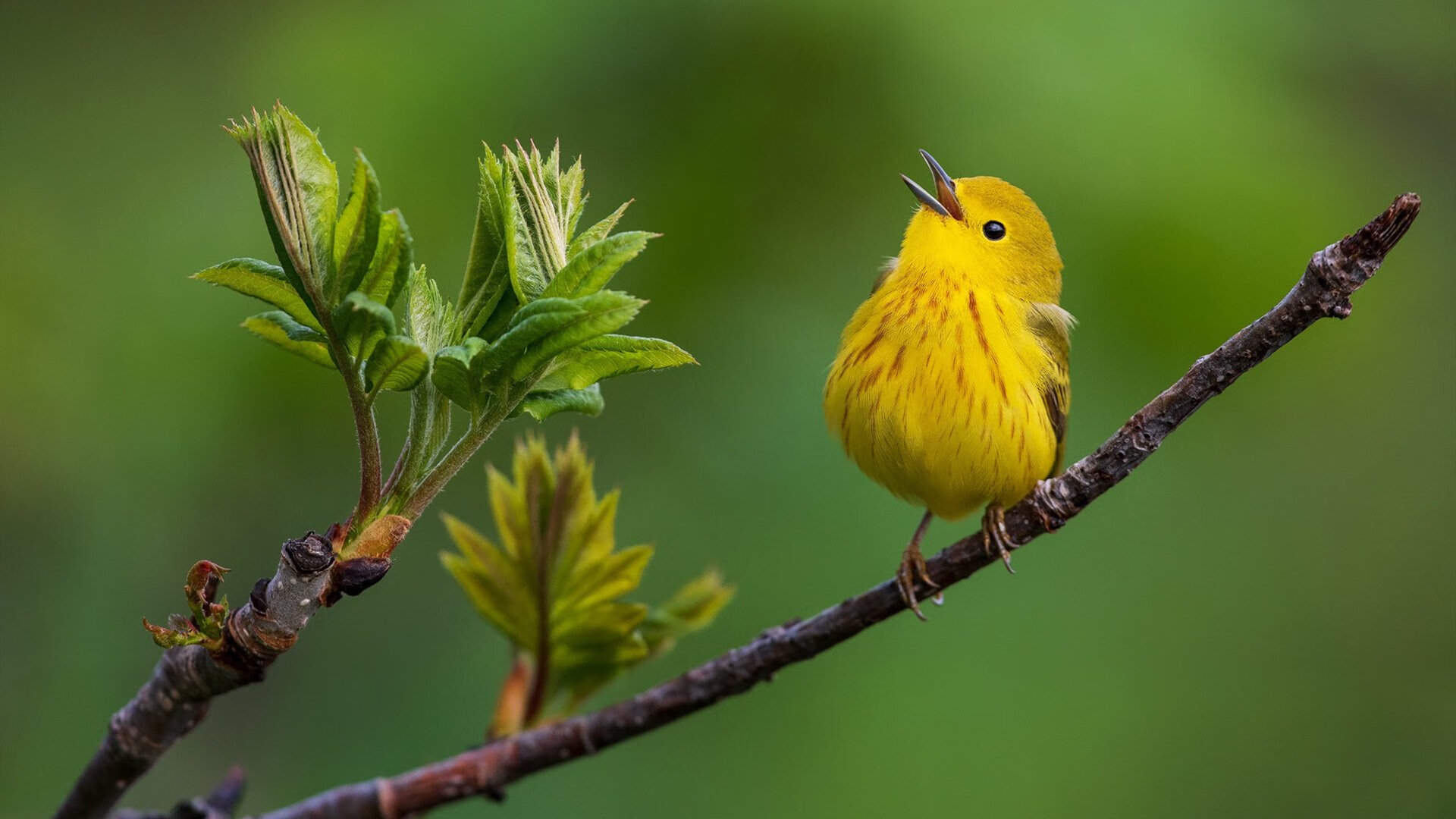 五大联赛年轻后场组合是否能成为创意源泉,五大联赛最年轻球员
