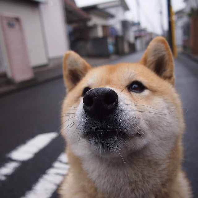 mk体育现在-体育新闻中心推动体育短视频版权多渠道保护，体育短视频平台