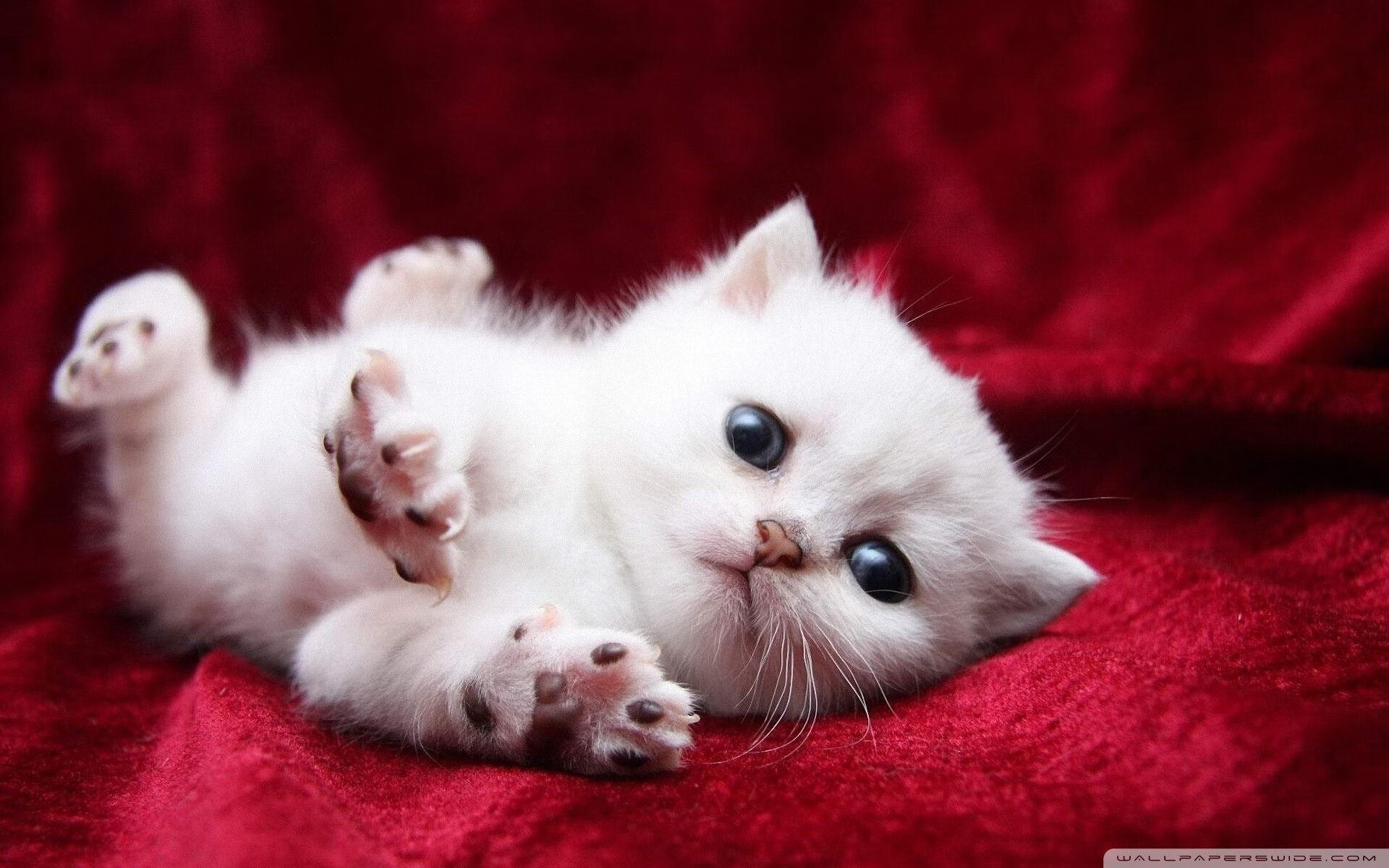 mk体育-体育新闻中心联合地方平台开设体育公益传播专区，体育新闻官网