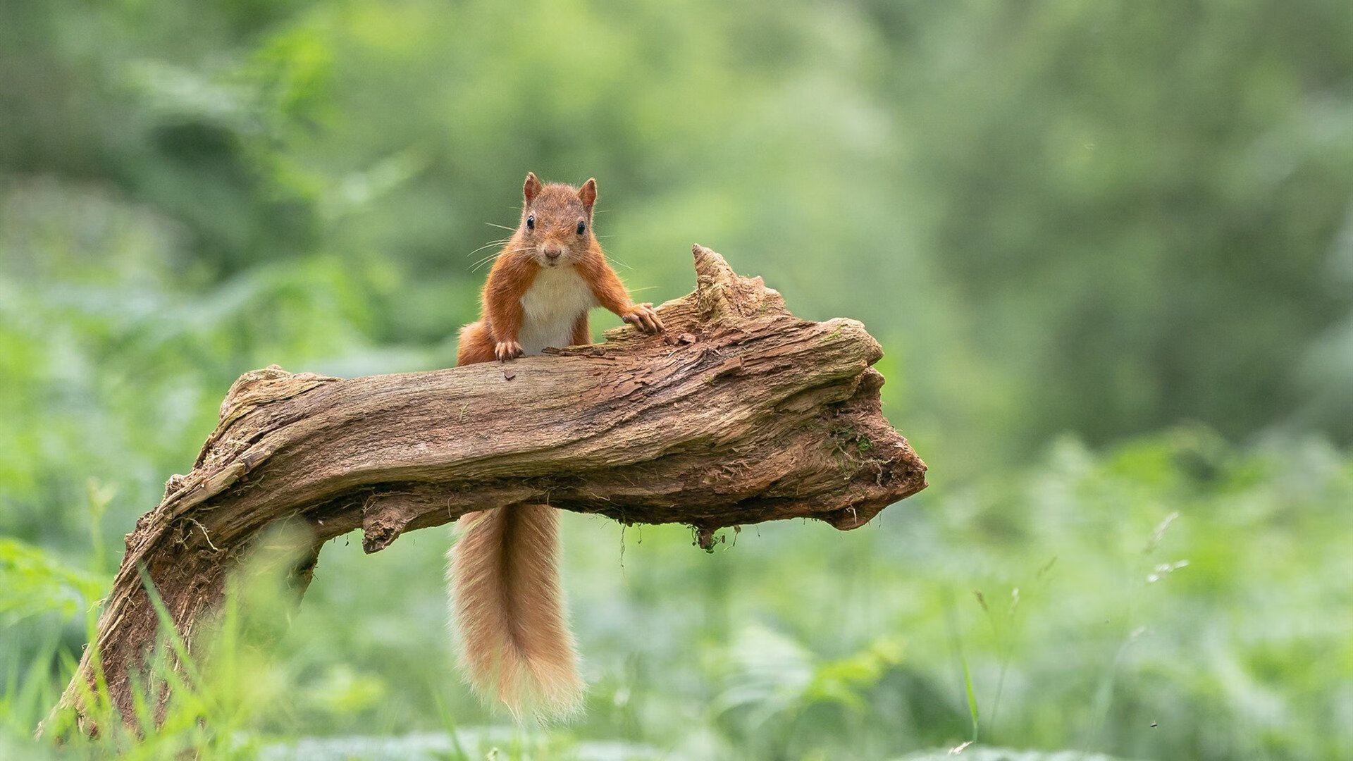 mk体育平台登录入口-奥预赛中国队夺冠 球迷集体庆祝辉煌时刻，中国奥预赛直播