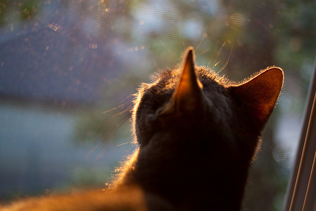 广东队提升攻防转换速度压制对手反击，广东队战术讲解
