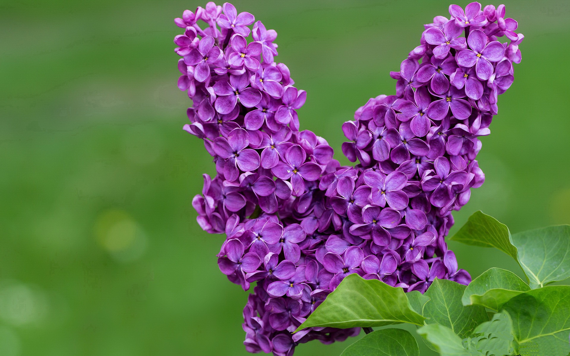 NBA季后赛火箭被淘汰出局,火箭队将无缘nba季后
