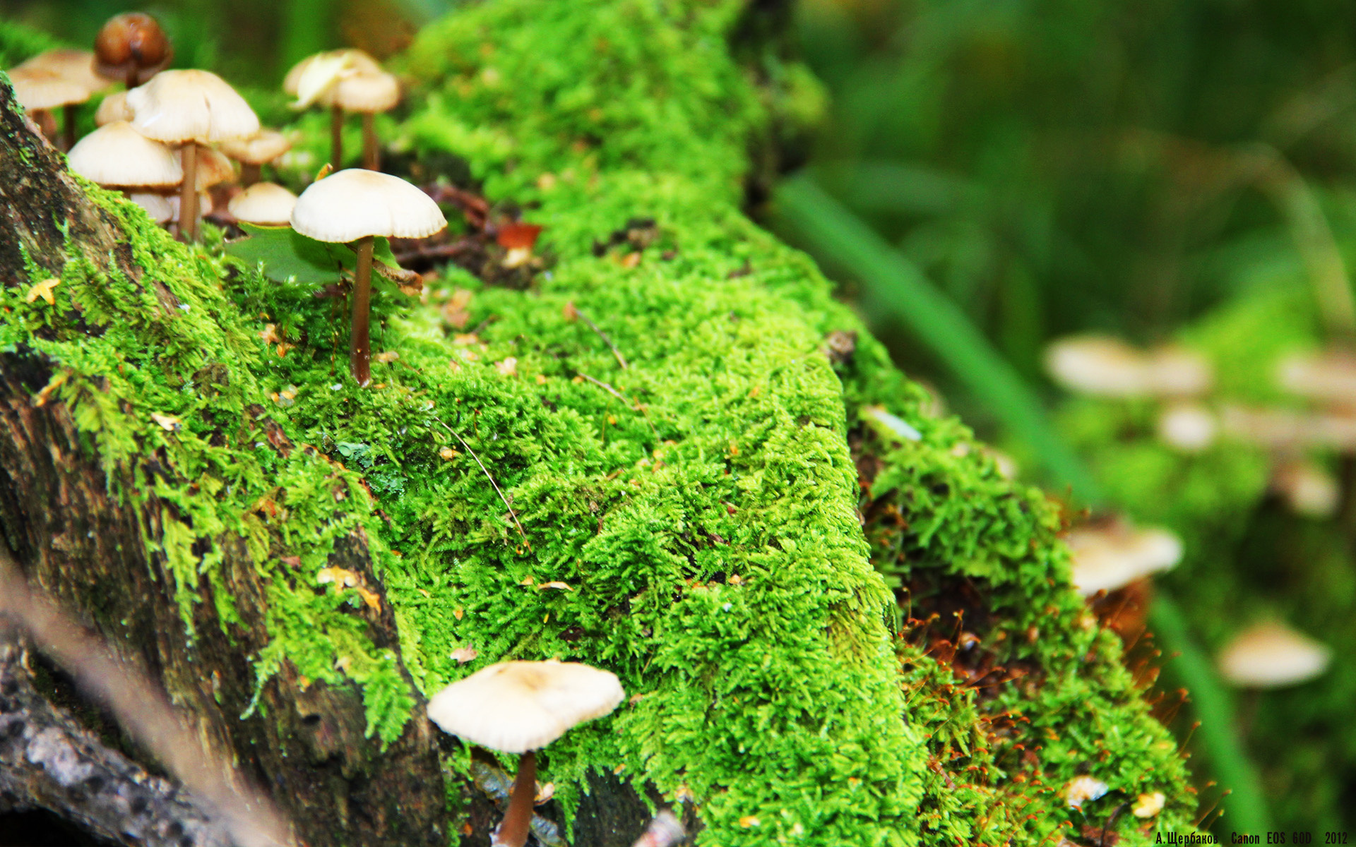 乌干达女篮在非洲锦标赛中表现出色,期待奥运荣誉到来,乌干达男篮