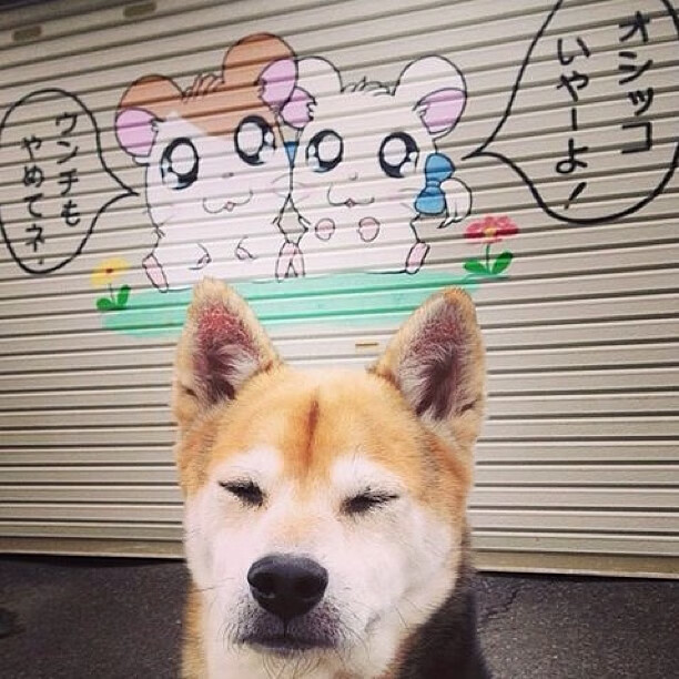 体育新闻中心发布重要国际赛事官方播出权声明,体育新闻赛况