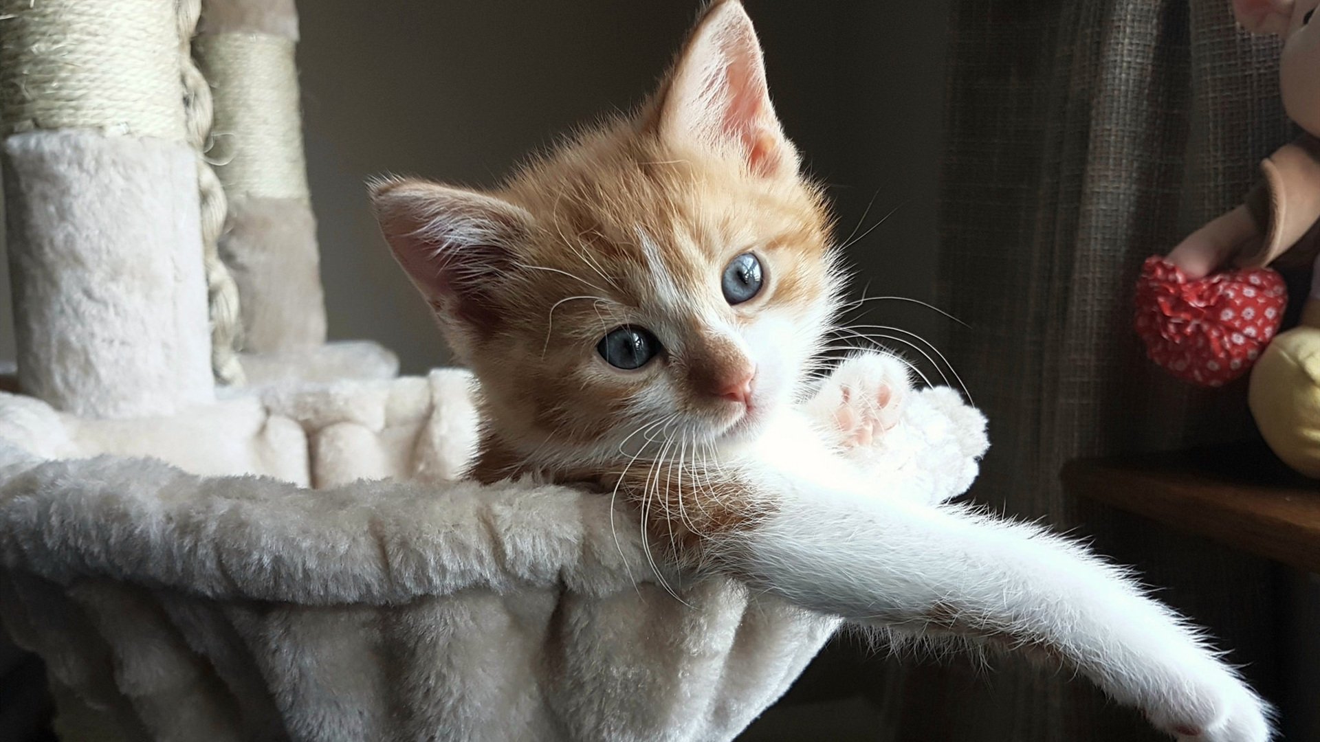 公牛战术板出现新变化引媒体推测新战略，公牛战绩