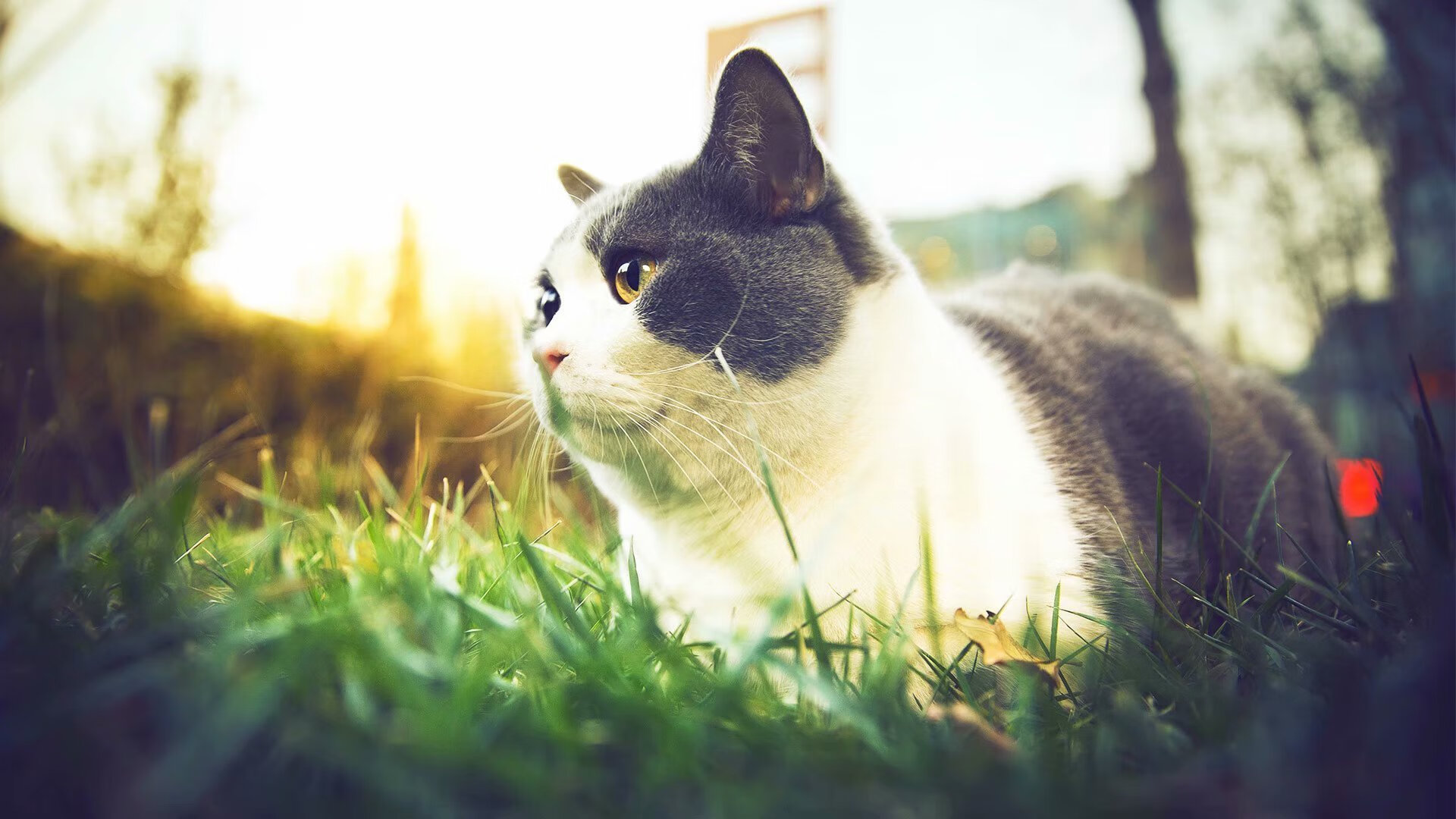 切尔西新援闪耀登场，期待联赛突破