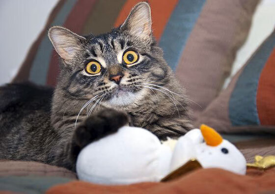 南非自由泳强将状态正佳,南非游泳