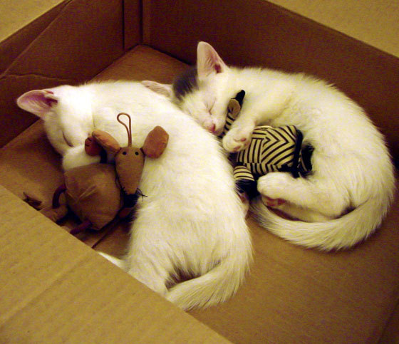 唐纳德·高尔的攻防转换，带领袋鼠队稳定战局，唐纳德高德纳