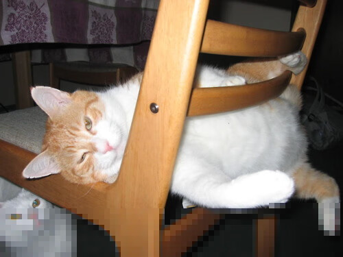 唐纳德·高尔的攻防转换，带领袋鼠队稳定战局，唐纳德高德纳