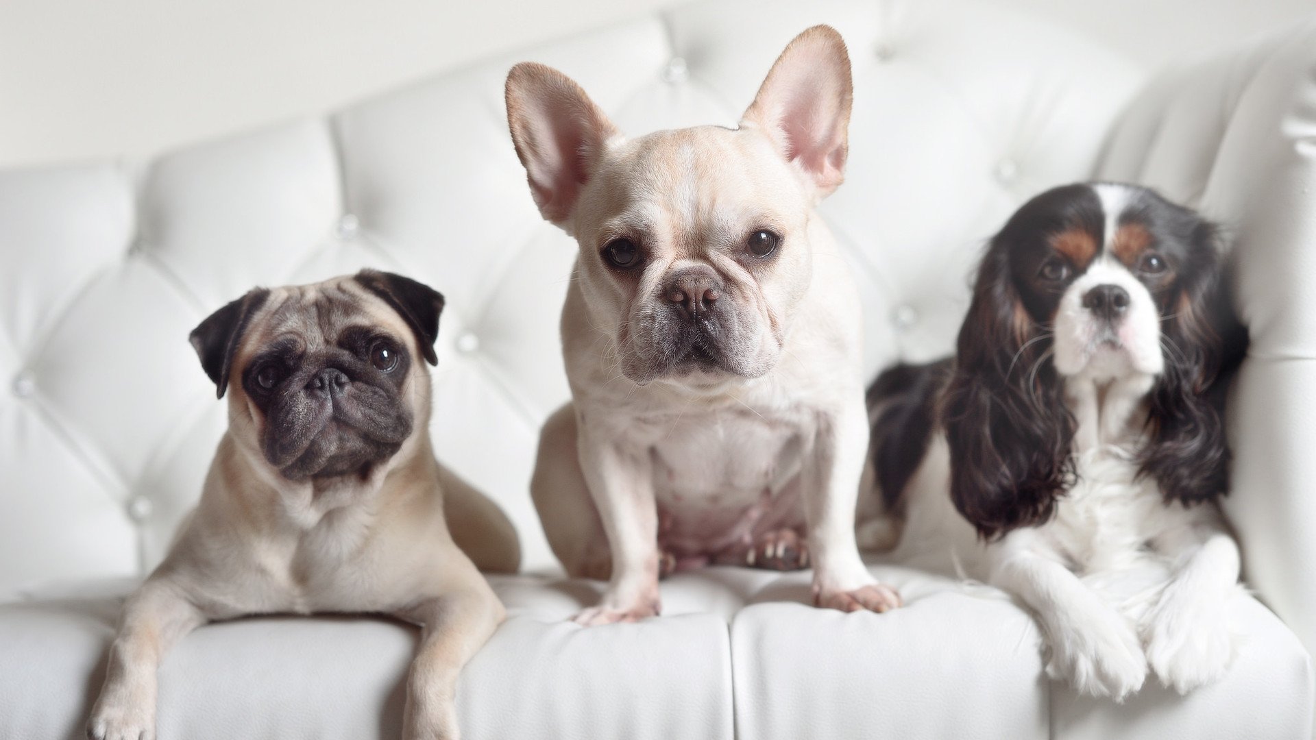 国家高山滑雪队新闻中心确认专项训练安排，全国高山滑雪项目建设发展研讨会于二零一七年几月召开