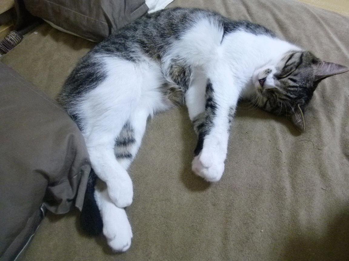 张雨霏和教练反复推敲技战术细节,张雨霏教练评价