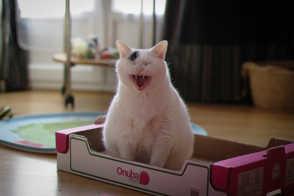 mk体育官网入口-拉恩：全黑队外线的“极速狂飙”，突破防线让对方防不胜防