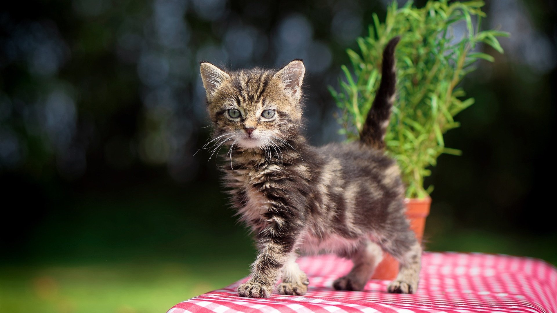 斯洛伐克女篮在欧洲锦标赛中拼搏到底,期待奥运门票,斯洛伐克 欧洲杯